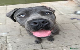 Cane Corso dogs for sale: Cane corso Italian  - Image 2