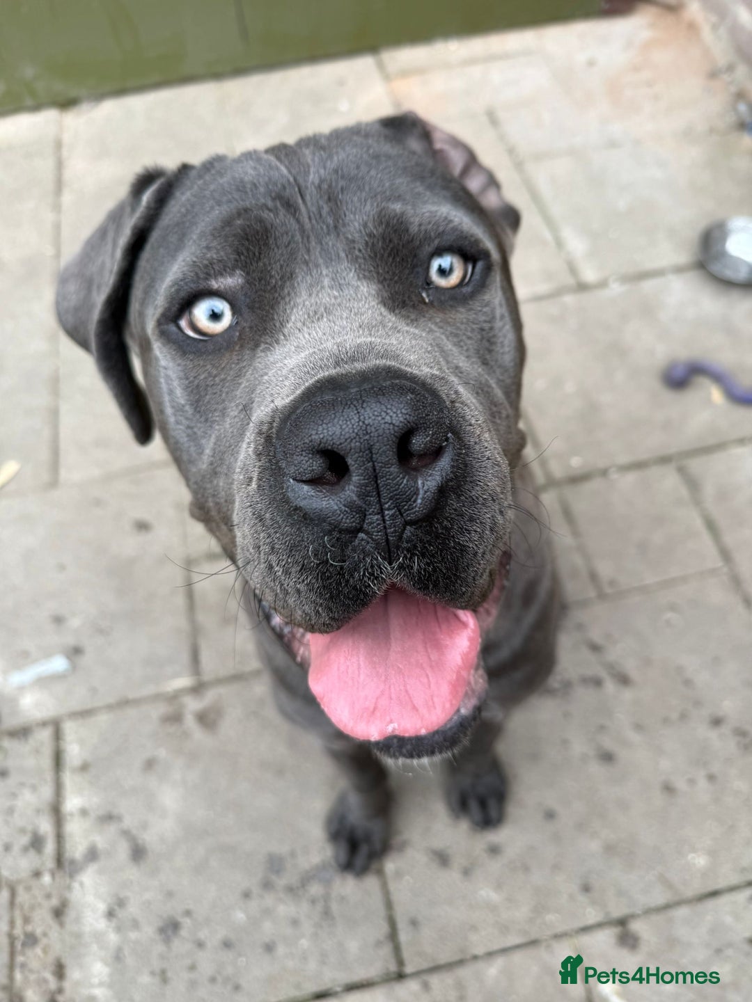 Cane Corso dogs for sale: Cane corso Italian  - Image 2