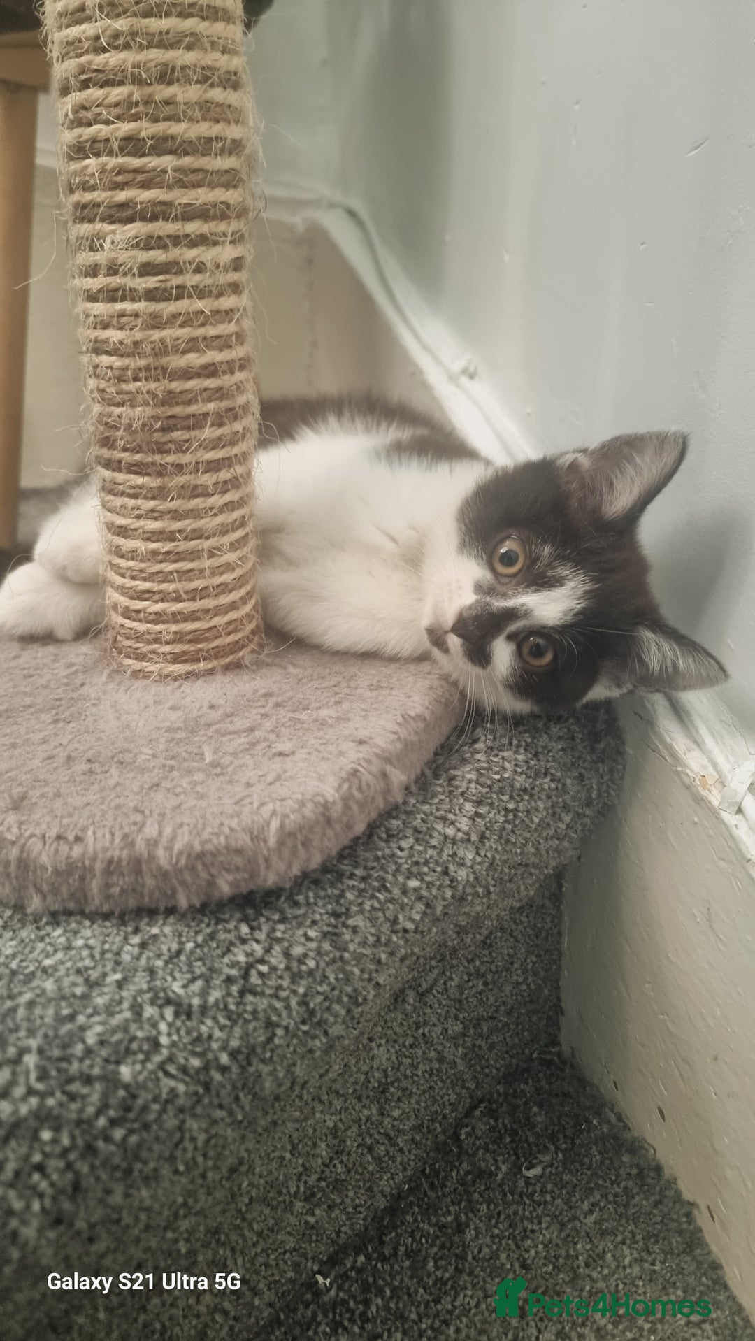 British Shorthair cats for sale: Female kitten  - Image 1