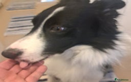 Border Collie dogs for sale: George - Image 5