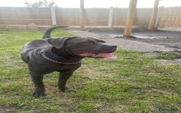 Cane Corso dogs for sale: Female 9 month old cane corso - Image 1
