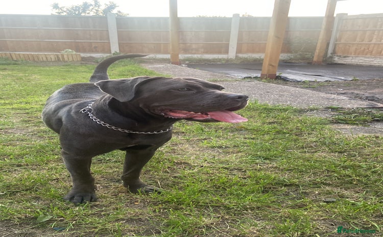 Cane Corso dogs - Advert 2