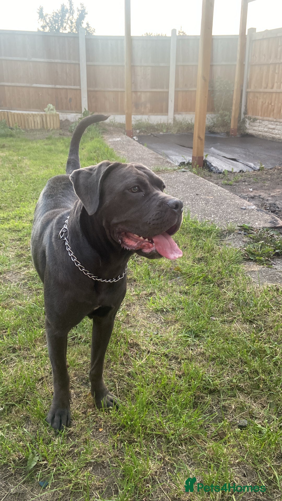 Cane Corso dogs for sale: Female 9 month old cane corso - Image 1