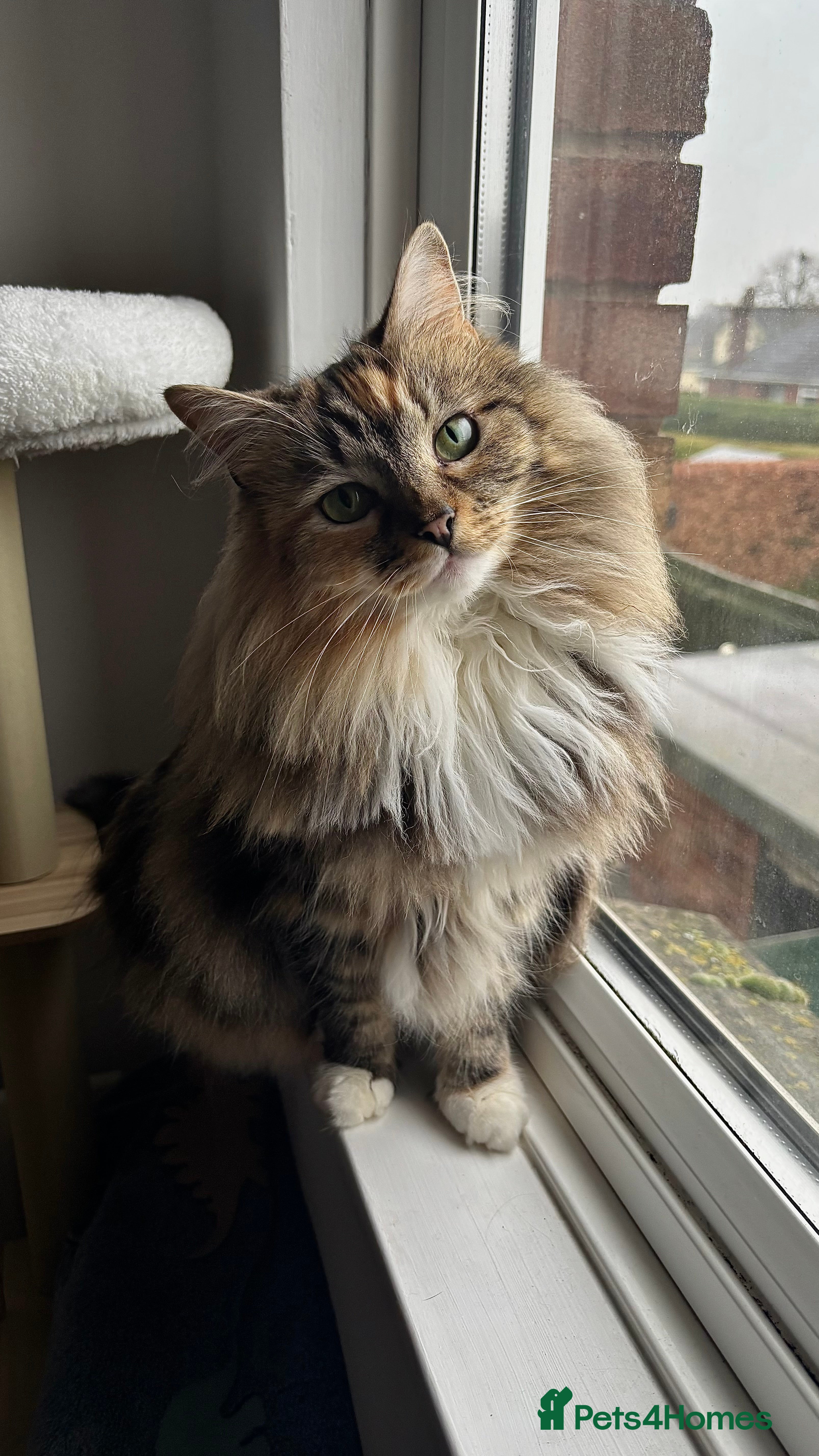 Mixed Breed cats Beautiful 3 year old long hair girl in Scunthorpe - Advert 1