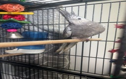 Cockatiels birds for sale: Not tame cockatiel called spike - Image 2
