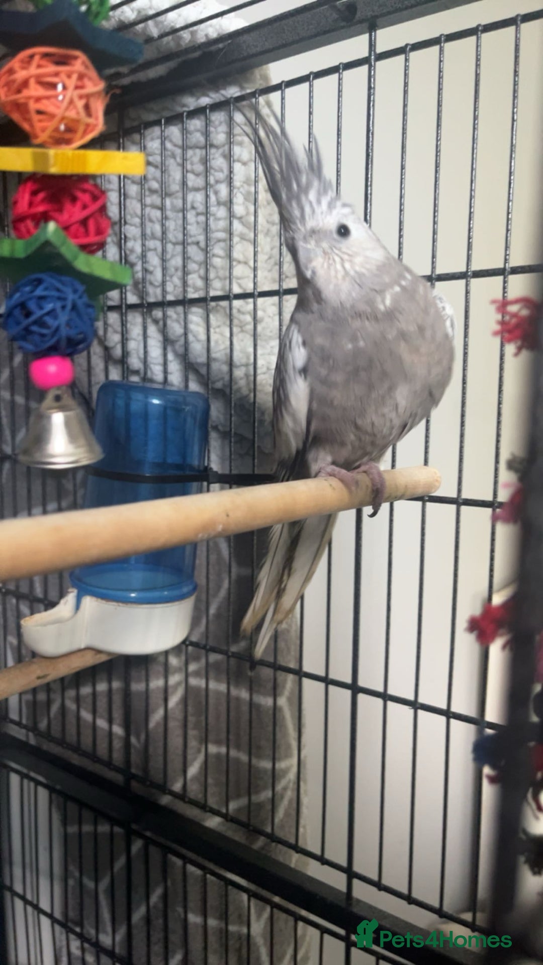 Cockatiels birds for sale: Not tame cockatiel called spike - Image 2