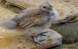 Chickens poultry for sale: GORGEOUS HAND REARED MIXED SEX SILKIE CHICKS 🐥 - Image 4