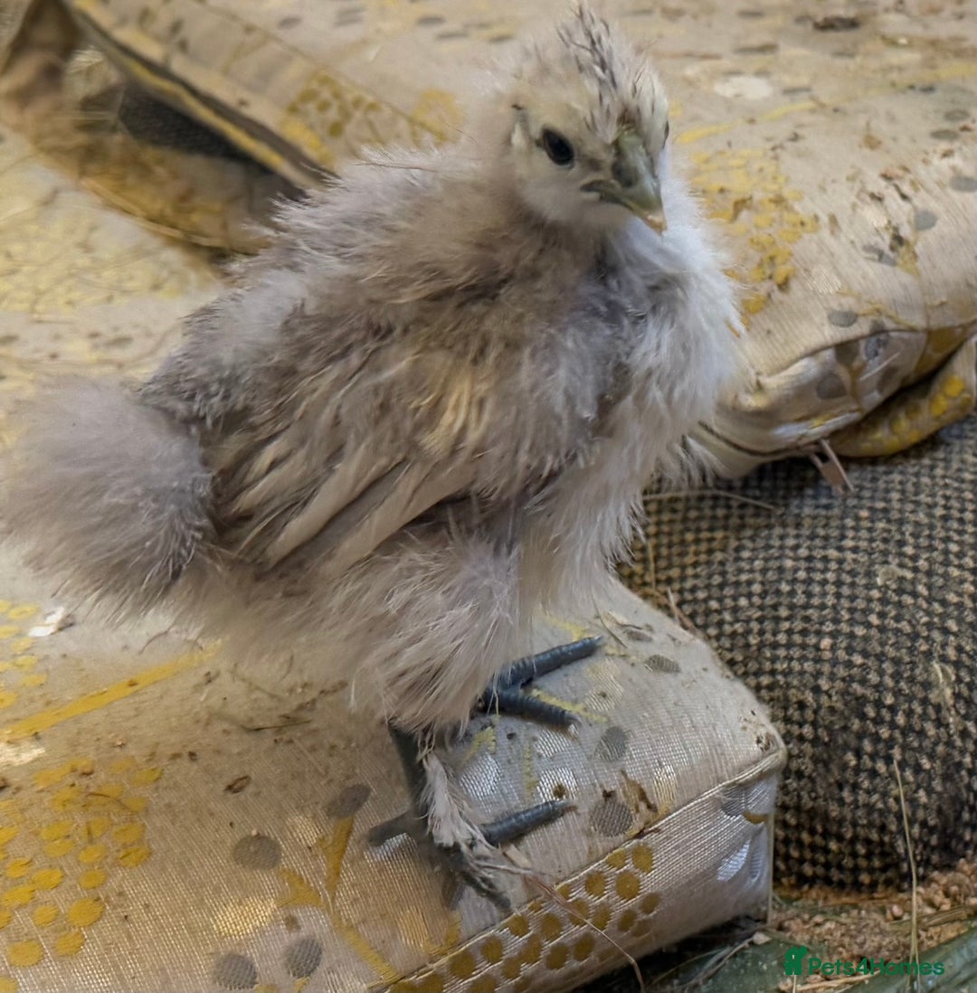 Chickens poultry for sale: GORGEOUS HAND REARED MIXED SEX SILKIE CHICKS 🐥 - Image 4