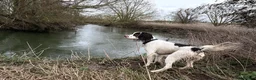 English Springer Spaniel dogs for sale: Arlo - 1 year old Springer Spaniel in Sudbury - Advert 7