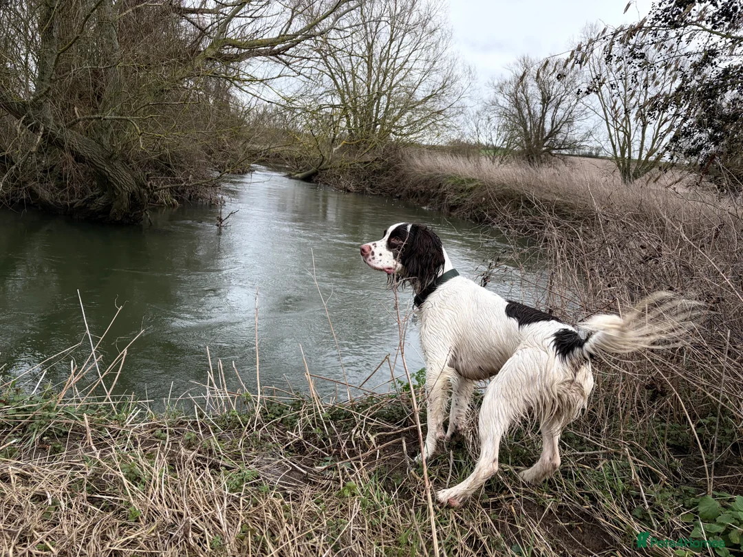 English Springer Spaniel dogs for sale: Arlo - 1 year old Springer Spaniel in Sudbury - Advert 7