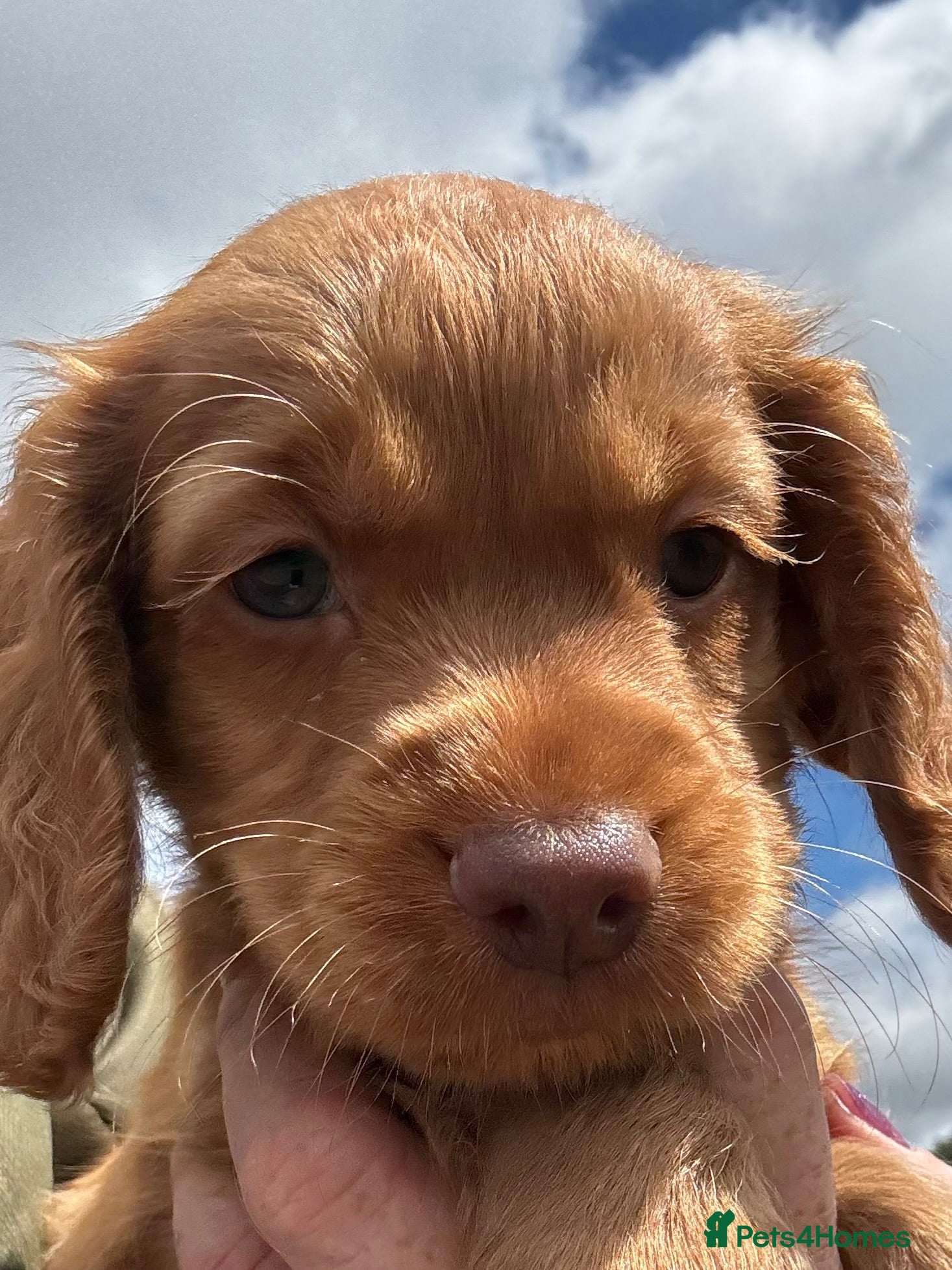 Cocker Spaniel dogs KC, Hereditary Clear,  Cocker Spaniel Pups - Advert 6