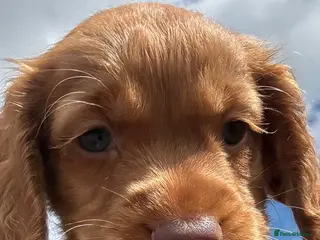 Cocker Spaniel dogs KC, Hereditary Clear, Cocker Spaniel Pups - Advert 6