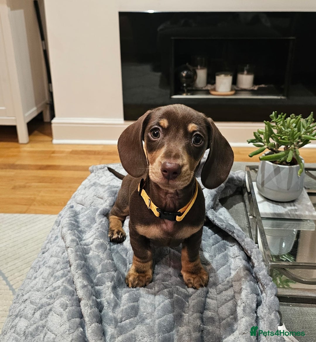 Miniature Dachshund dogs for sale: Chocolate & Tan KC Miniature Dachshund Puppies - Advert 32