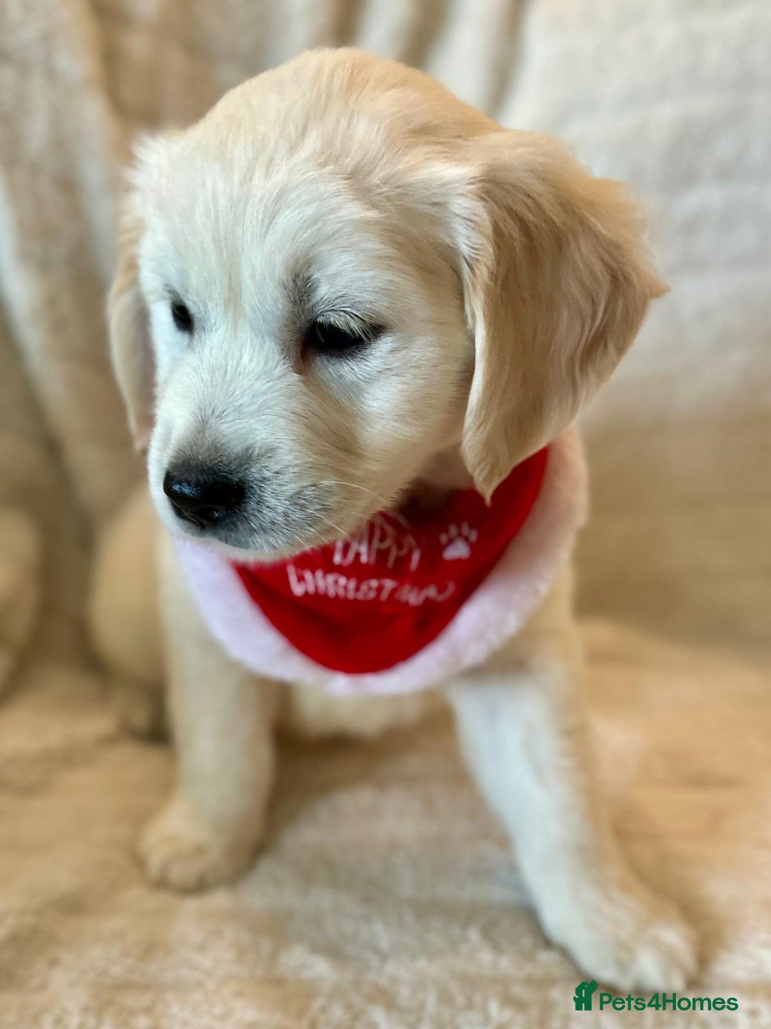 Golden Retriever dogs for sale: Chunky, cream pups - Advert 9