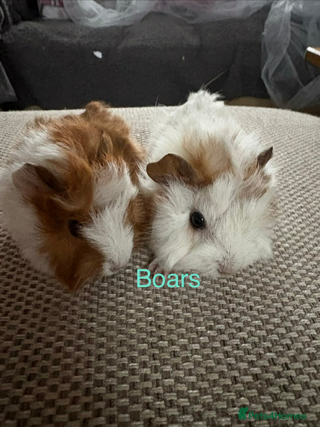 Guinea Pig rodents for sale: Adult and baby guinea pigs - Advert 13