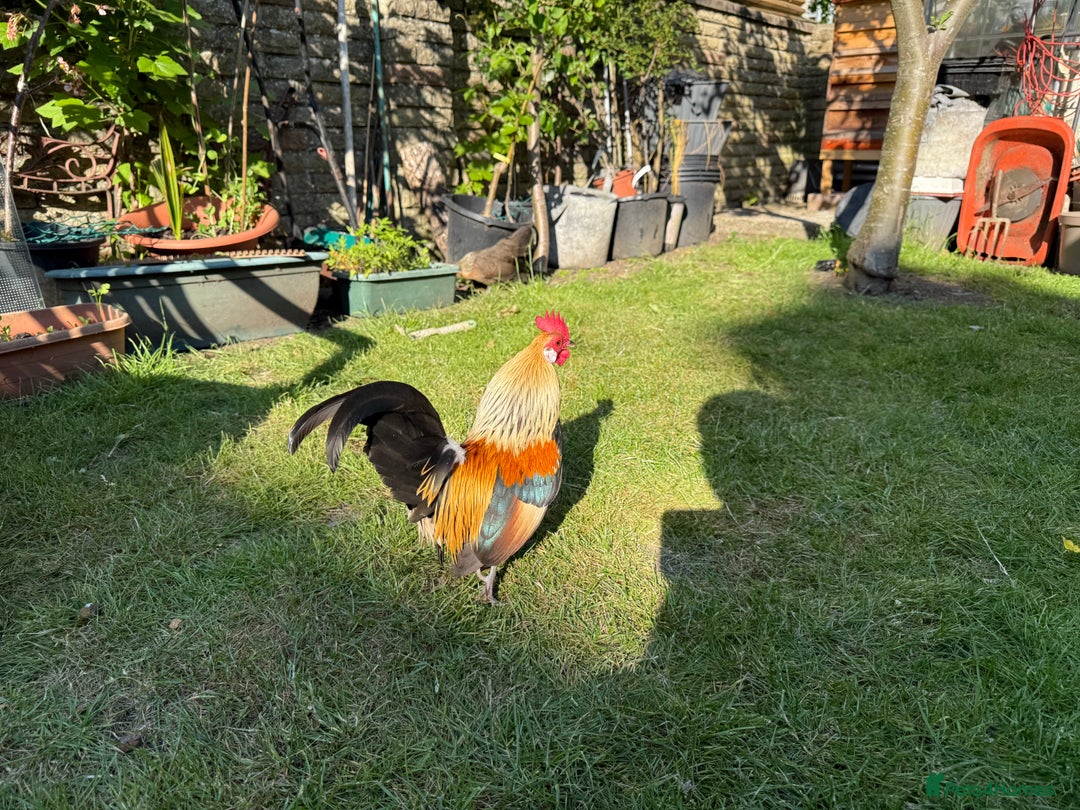 Chickens poultry for sale: Trio of Dutch Bantams  - Image 2