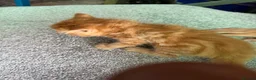 Mixed Breed cats for sale: Benghal cross - Advert 7