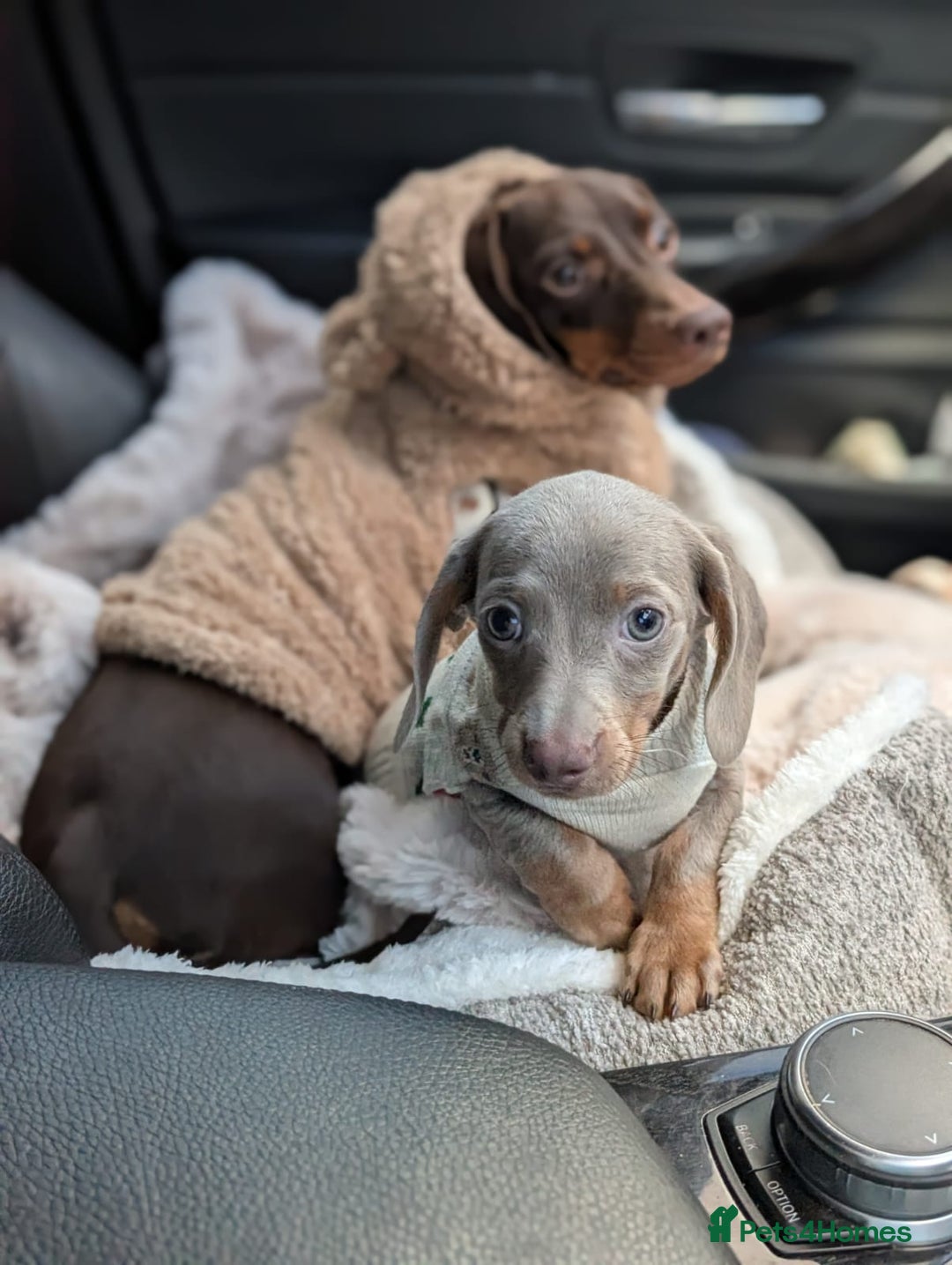 Miniature Dachshund dogs for sale: Adorable little of miniature daschunds  - Advert 3