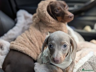 Miniature Dachshund dogs Adorable little of miniature daschunds - Advert 14