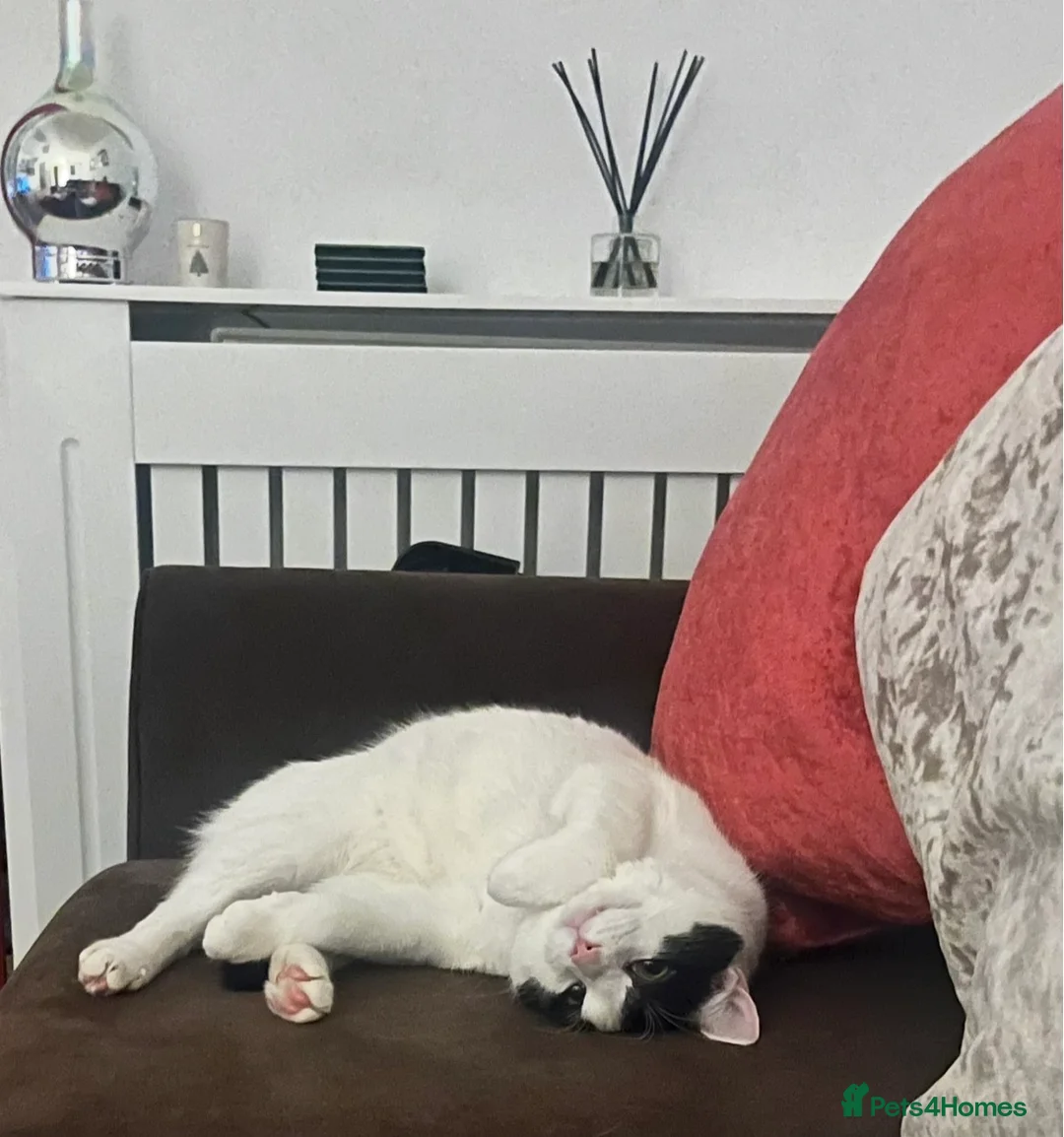 Mixed Breed cats for sale: Gorgeous Chunky Cuddly Cat for Rehoming in Warrington - Advert 2