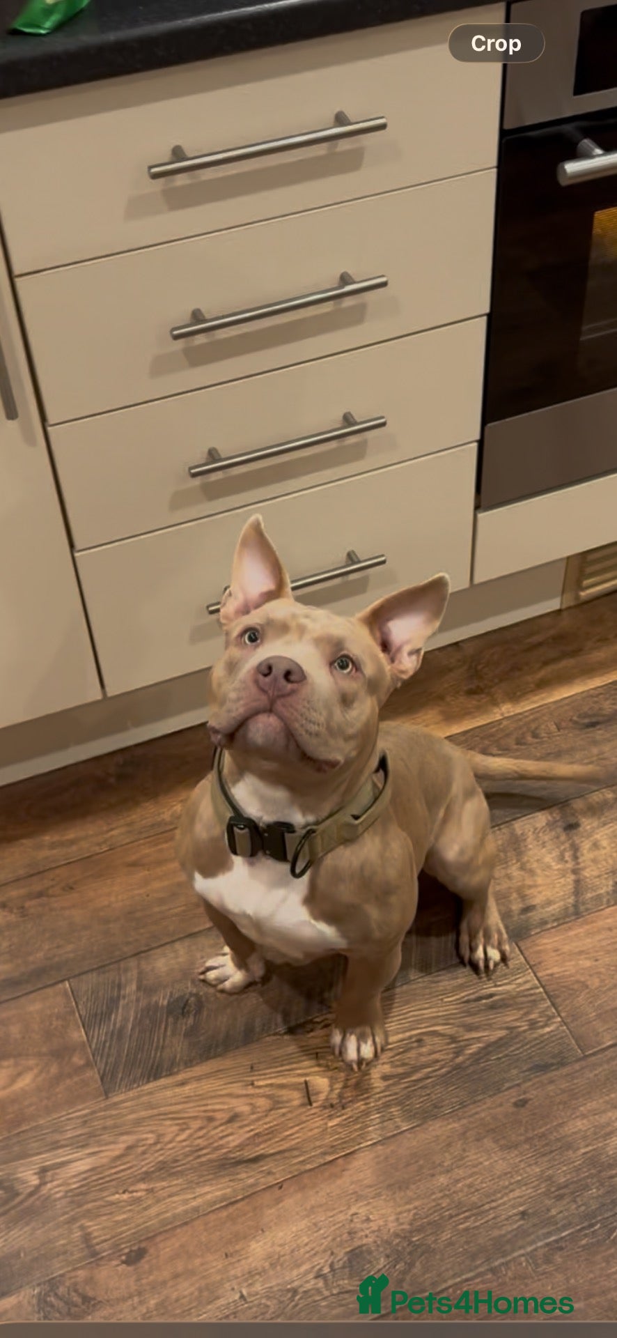 American Bully dogs Bugzy - Advert 3
