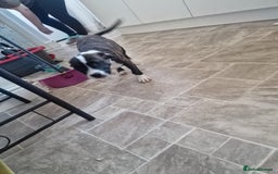 Mixed Breed dogs for sale: Pups  - Image 3
