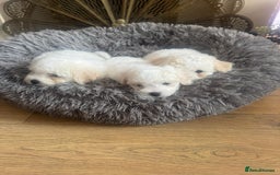 Bichon Frise dogs for sale: Bichon frise puppies 2 boys 1 girl - Image 7