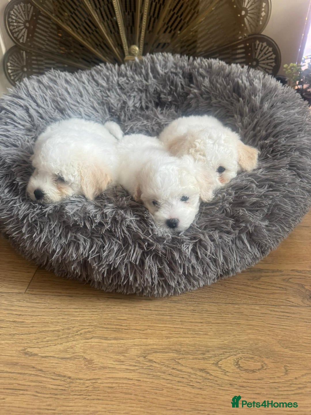 Bichon Frise dogs for sale: Bichon frise puppies 2 boys 1 girl - Image 7