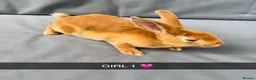 Rex rabbits for sale: Beautiful Pure Mini Rex Babies  - Advert 2