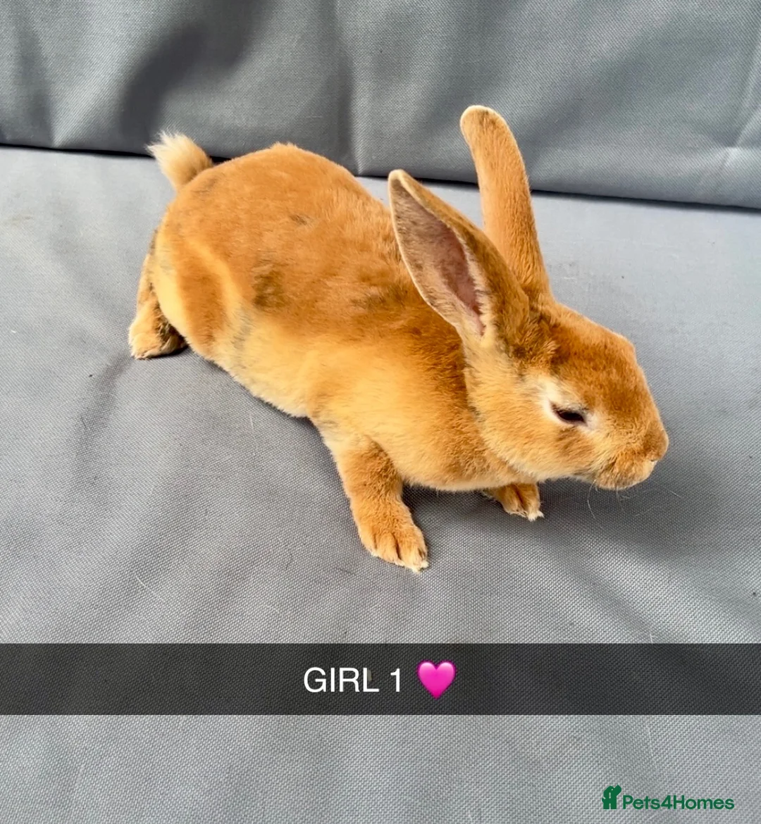 Rex rabbits for sale: Beautiful Pure Mini Rex Babies  - Advert 2
