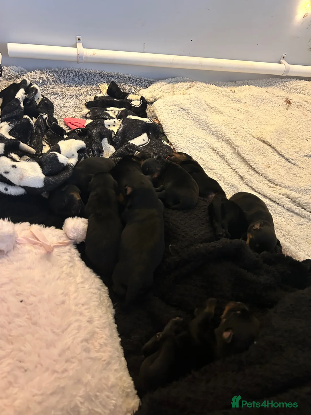Rottweiler dogs for sale: Beautiful litter  in Mansfield - Advert 5