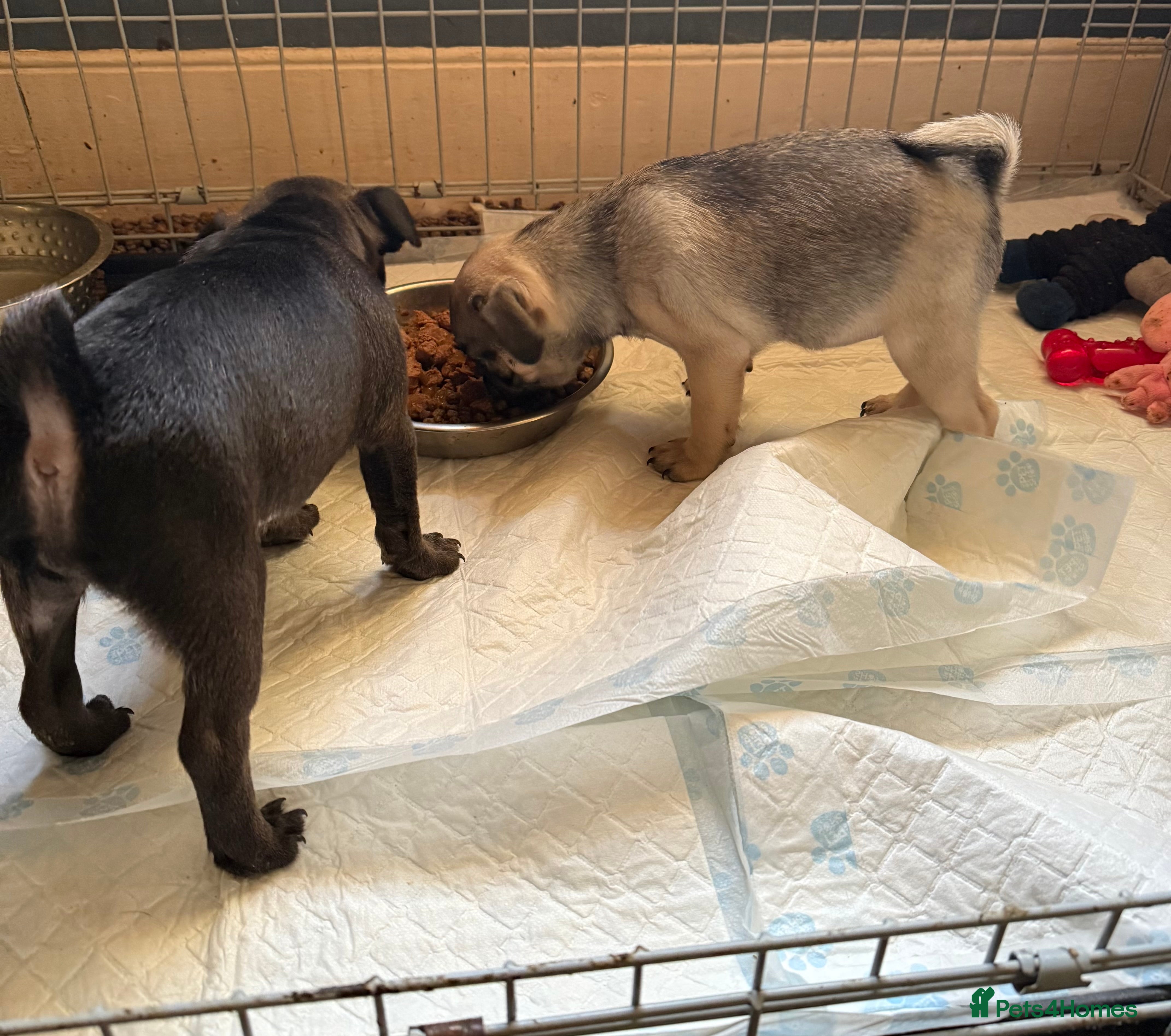 Pug dogs Male & Female Pug pups - Advert 2