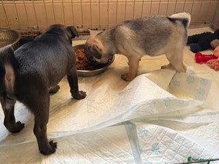 Pug dogs Male & Female Pug pups - Advert 3
