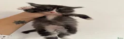 Maine Coon cats for sale: Female Tica registered Maine coon kittens - Advert 9