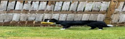 Border Collie dogs for sale: Male collie in Forfar - Advert 2