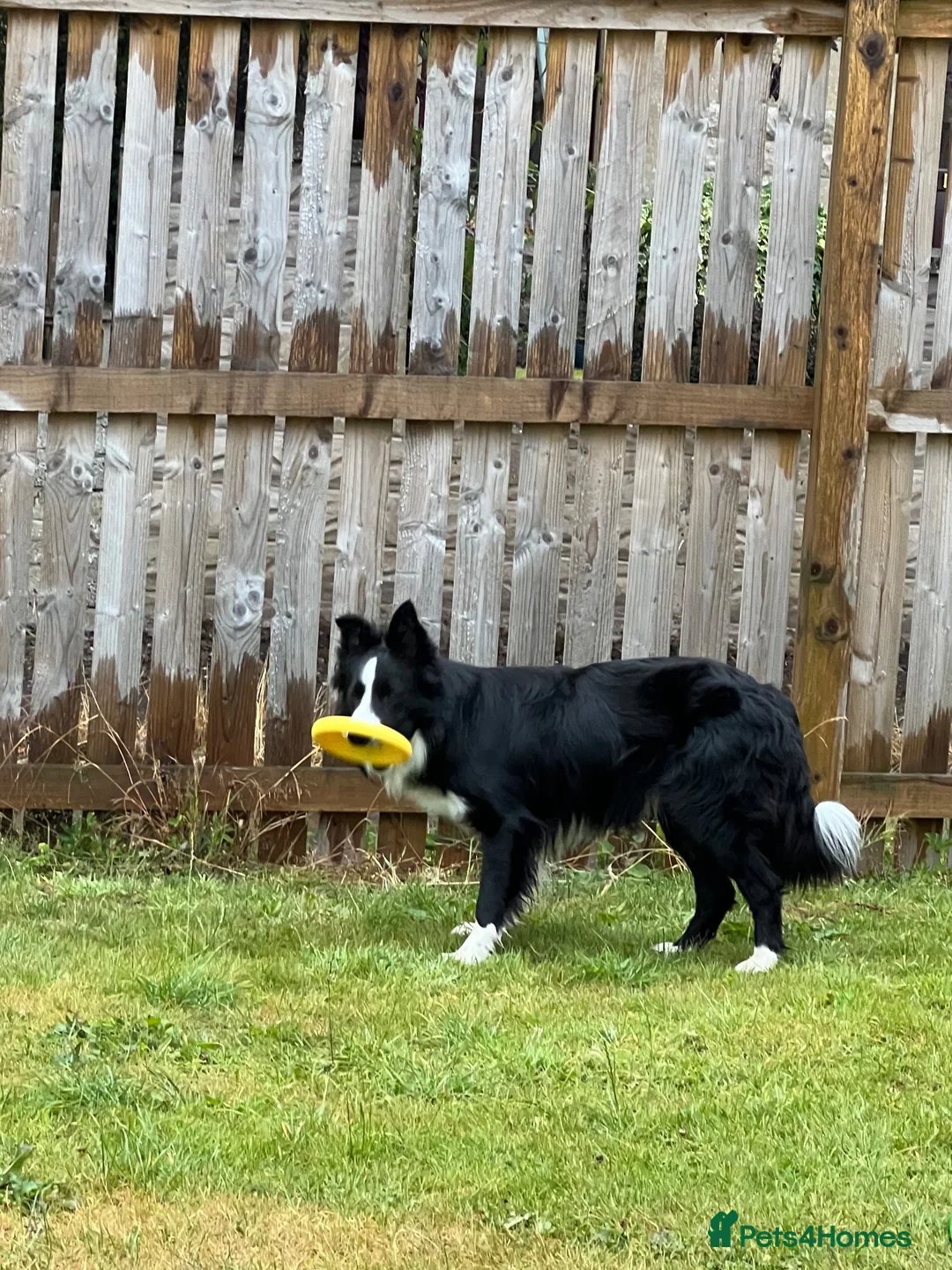 Border Collie dogs for sale: Male collie in Forfar - Advert 2
