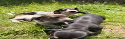 Dachshund dogs for sale: Two beautiful Isabela dachshund b in Rugby - Advert 4