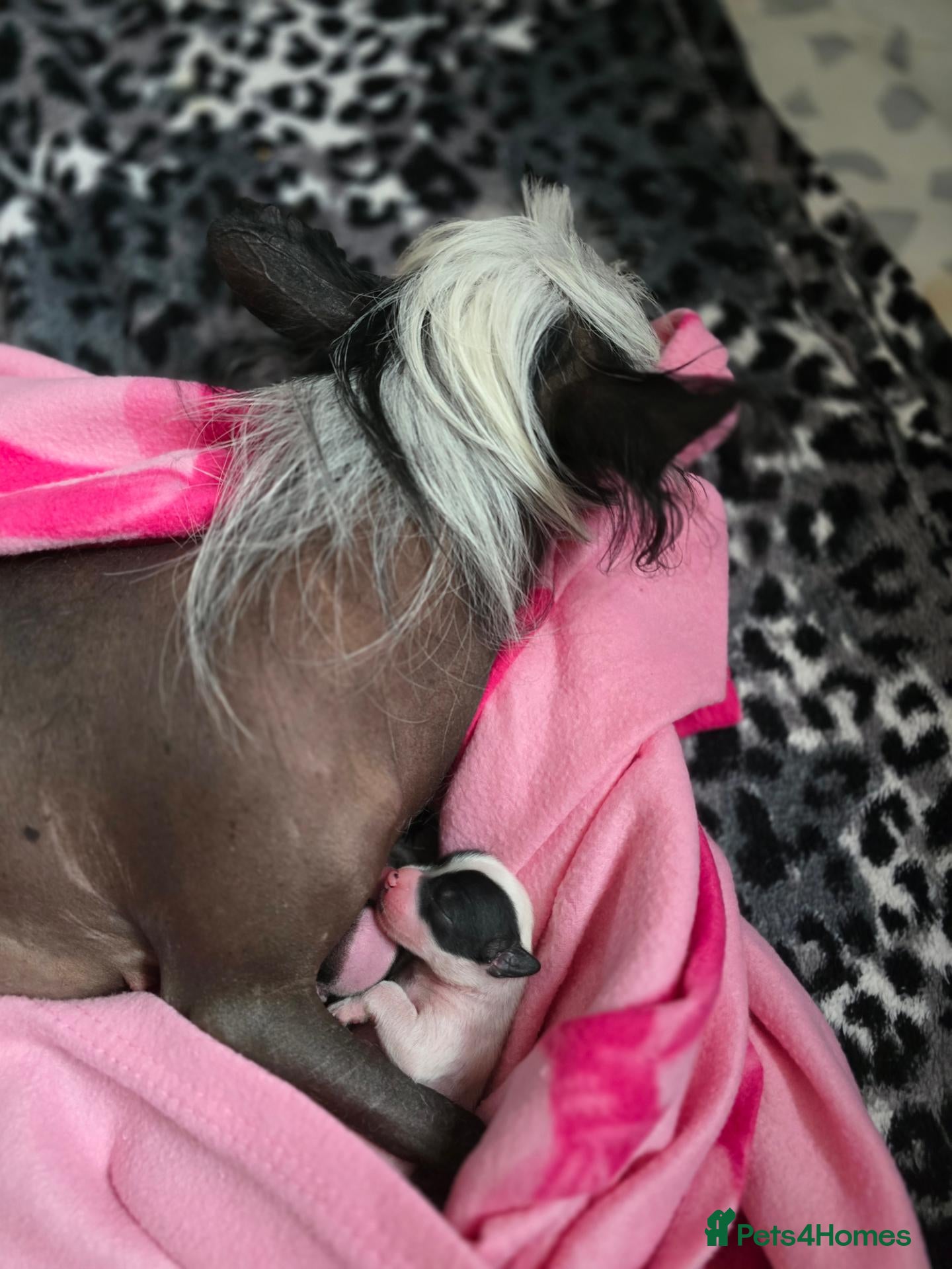 Chinese Crested dogs ✨🐾 EXQUISITE & RARE CHINESE CRESTED PUPPIES 🐾✨ - Advert 2
