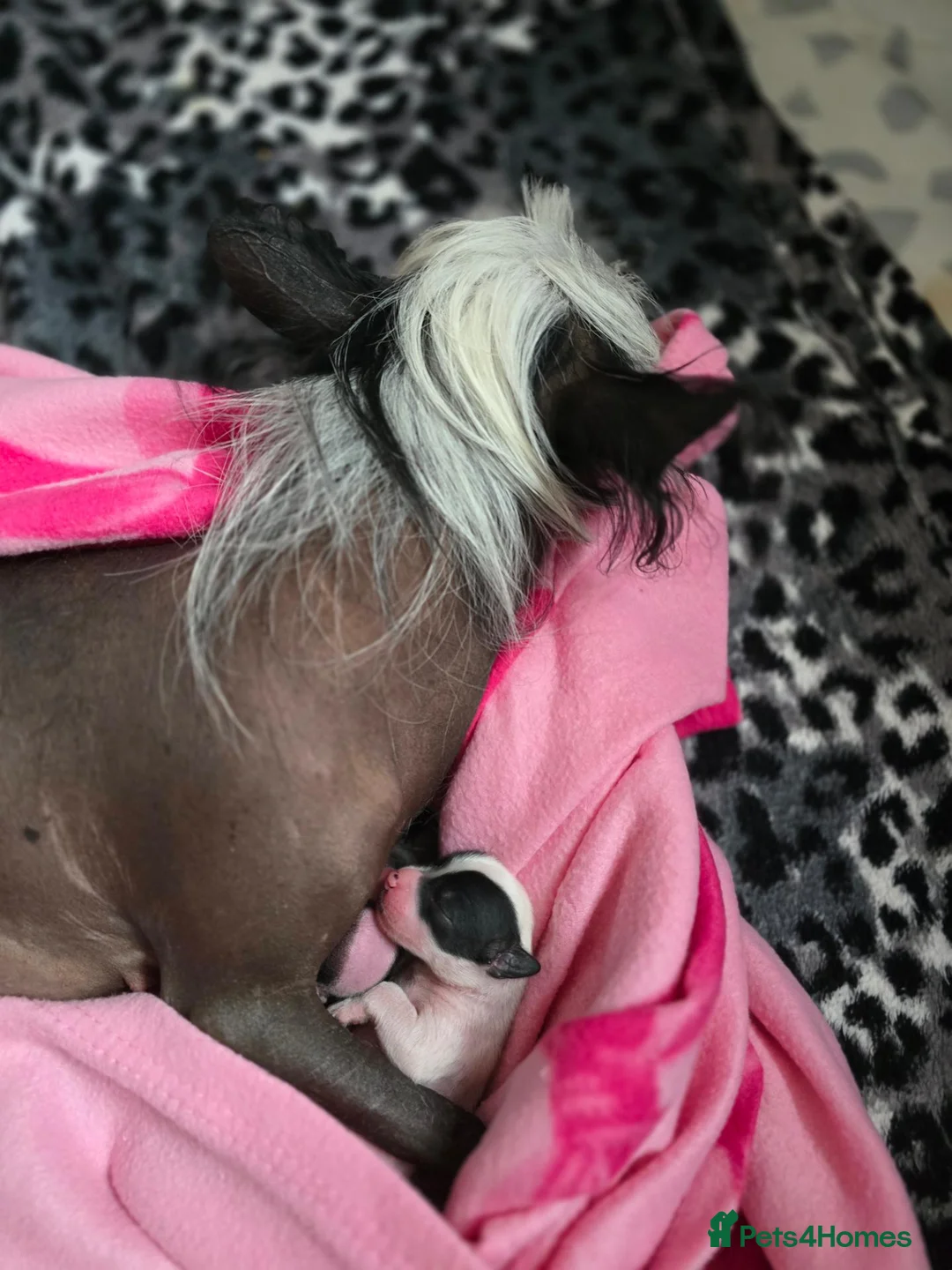 Chinese Crested dogs for sale: ✨🐾 EXQUISITE & RARE CHINESE CRESTED PUPPIES 🐾✨ - Advert 2