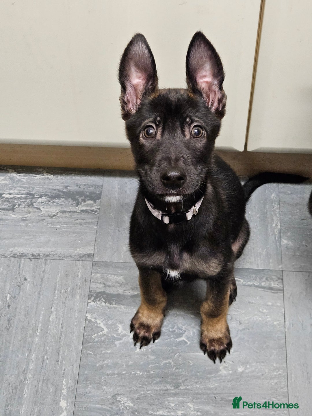 Belgian Shepherd Dog dogs for sale:  Belgian malinois  - Advert 17