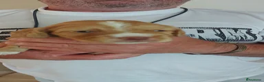 Cocker Spaniel 1