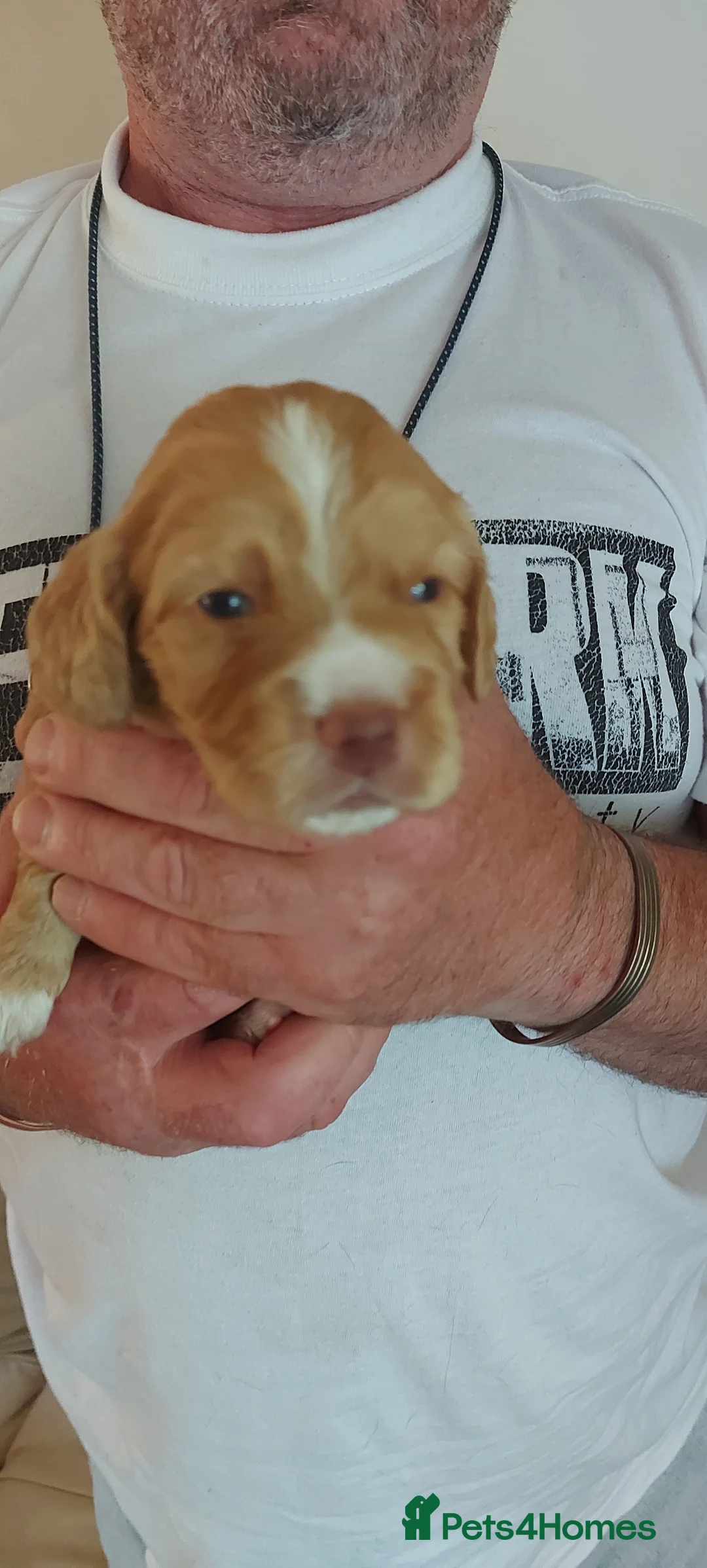 Cocker Spaniel dogs for sale: Puppies For Sale in Kettering - Advert 6