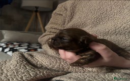 Shih Tzu dogs for sale: Chocolate imperial shih tzu karashishi line  - Advert 8