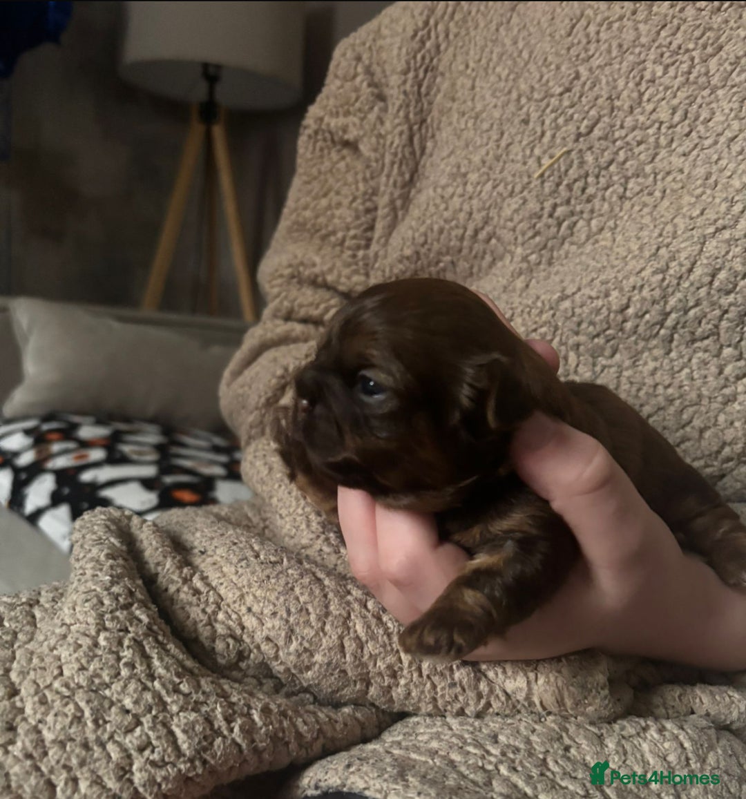 Shih Tzu dogs for sale: Chocolate imperial shih tzu karashishi line  - Advert 8