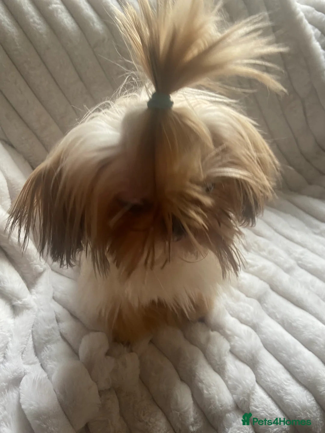 Shih Tzu dogs for sale: Imperial shihtzu boy - Advert 6