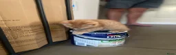 Mixed Breed cats for sale: Beautiful characterful kittens for sale. - Advert 4