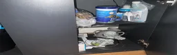 Terrapin reptiles for sale: 4 terrapins  SOLD  - Advert 5