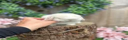 Mini Lop rabbits for sale: ⭐ FRIENDLY BABY MINI LOPS ⭐  - Advert 14