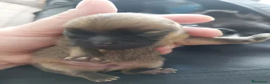 Pomeranian 1