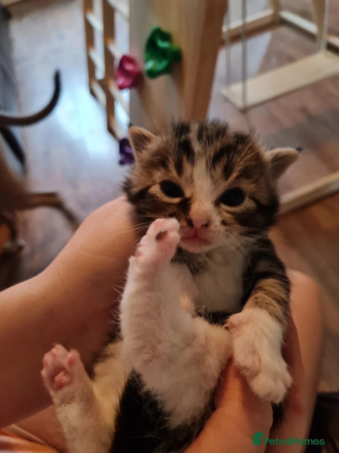 Mixed Breed cats for sale: Fluffy cute chunky kittens! - Advert 11